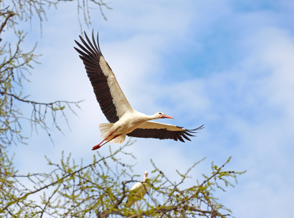 Flying stork - Fotoğraf, Görsel