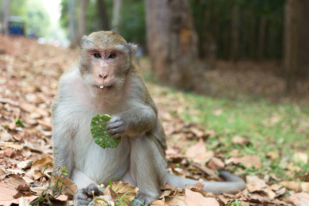 Άγρια Μακρή μαϊμού ουρά μακάκος στο δάσος της Καμπότζης - Φωτογραφία, εικόνα