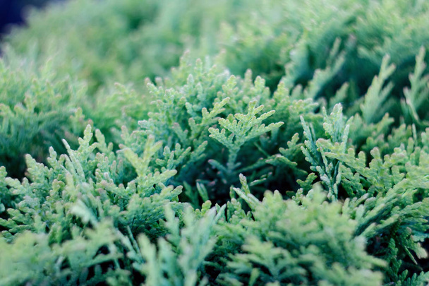 Tuya green background, coniferous tree. Tuya green texture. - Valokuva, kuva