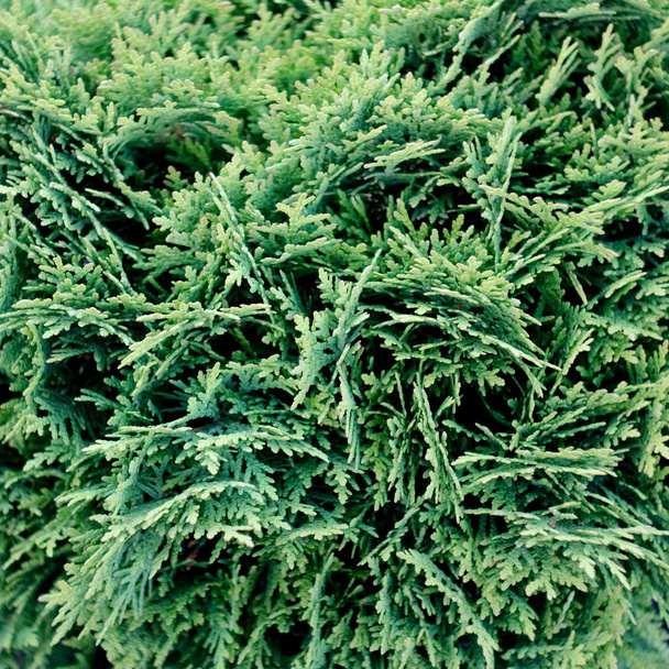 Tuya green background, coniferous tree. Tuya green texture. - Foto, afbeelding