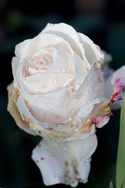 White rose in the garden. Rose petals closeup - Φωτογραφία, εικόνα