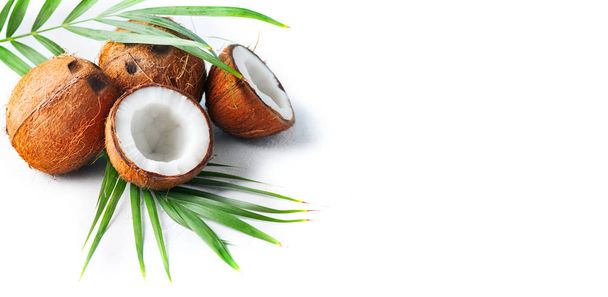 Coconut with coconuts palm tree leaf isolated on a white backgro - Foto, imagen