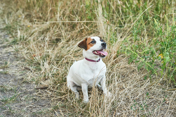 köpek Jack Russell Terrier çimenlerin üzerinde - Fotoğraf, Görsel