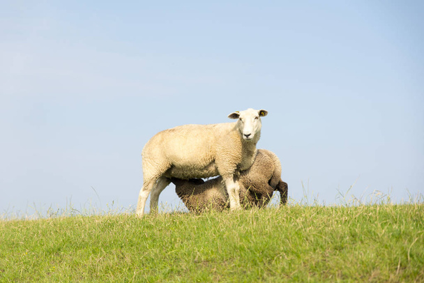 Mammal sheep on a dyke in front of blue sky - Foto, afbeelding