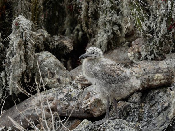 Cile giovane gabbiano selvatico
 - Foto, immagini