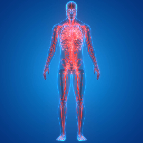 3D ilustrace anatomie lidského tělesného systému - Fotografie, Obrázek