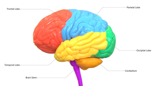 moderne digitale illustratie van menselijk brein - Foto, afbeelding