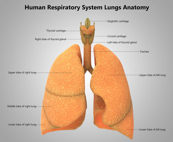 3D απεικόνιση των ανθρώπινων πνευμόνων σε μπλε φόντο - Φωτογραφία, εικόνα
