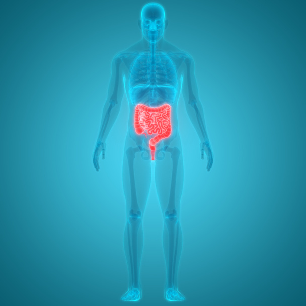 3D illustratie van menselijke organen systeem anatomie - Foto, afbeelding
