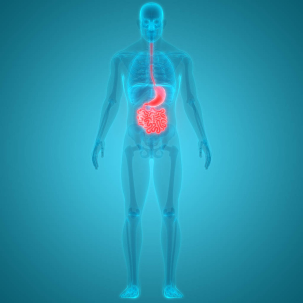 Ilustración 3D de la anatomía del sistema de órganos humanos
 - Foto, Imagen