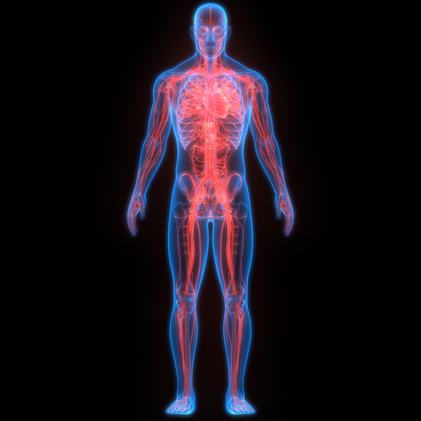 3D απεικόνιση του ανθρώπινου σώματος ανατομία του συστήματος - Φωτογραφία, εικόνα
