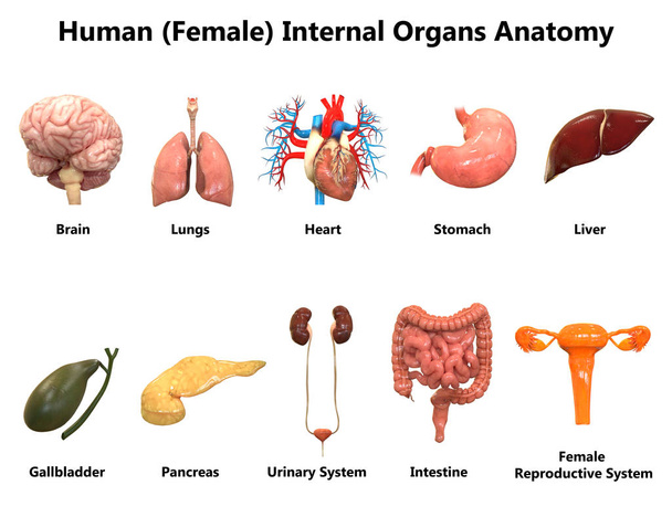 Ilustração 3D da anatomia do sistema de órgãos humanos
 - Foto, Imagem