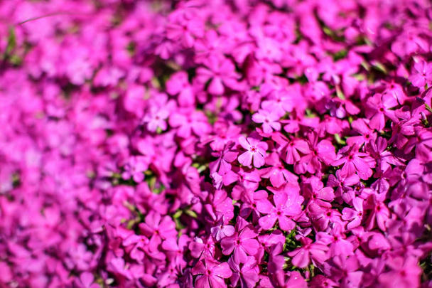 Shallow depth of field photo, only few flowers in focus, pink fl - Fotografie, Obrázek