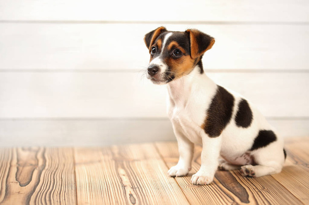 Jack Russell cucciolo seduto sul pavimento tavole, colpo in studio
. - Foto, immagini