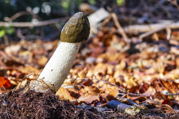 Un champignon de large Stinkhorn (Phallus impudicus) dans la forêt, Zoetermeer, les Pays-Bas - Photo, image