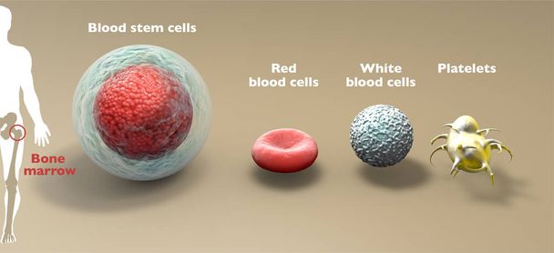 Komórka macierzysta krwi jest niedojrzałą komórką, która może rozwinąć się we wszystkich typach krwinek, w tym białych krwinek, czerwonych krwinek i płytek krwi. Komórki macierzyste krwi znajdują się w krwi obwodowej i szpiku kostnego. Hematopoetyczna Komórka macierzysta - Zdjęcie, obraz