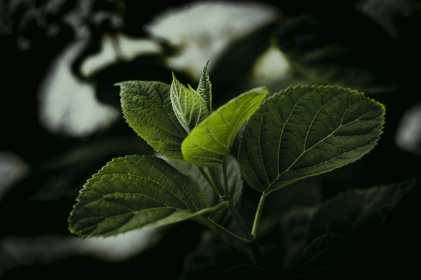 Dark leafy background. Wallpaper plant green leaves - Фото, изображение