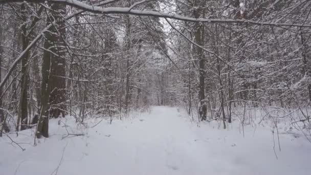 新鮮な雪で美しい冬の森を歩く. - 映像、動画