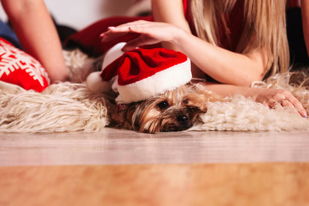 Рождественская собака Йорки в Санте. Красивая пара с собачкой на кровати
. - Фото, изображение