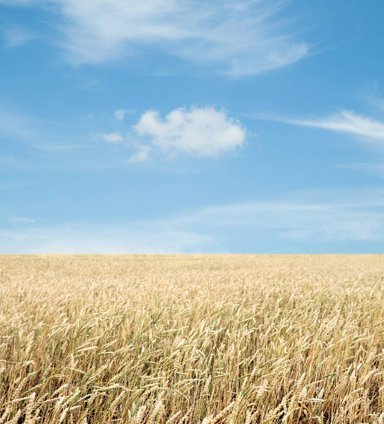 Buğday tarlası ve bulutlu mavi gökyüzü - Fotoğraf, Görsel