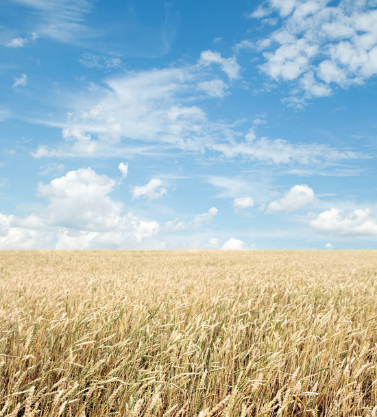 麦畑と雲と青空 - 写真・画像