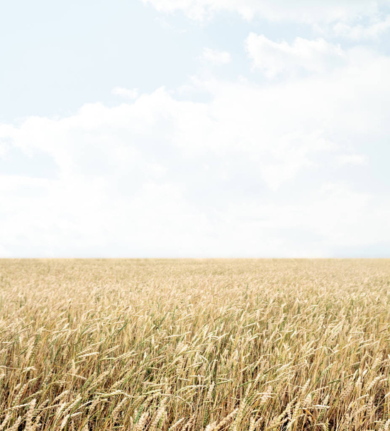 wheat field and blue sky with clouds - Φωτογραφία, εικόνα