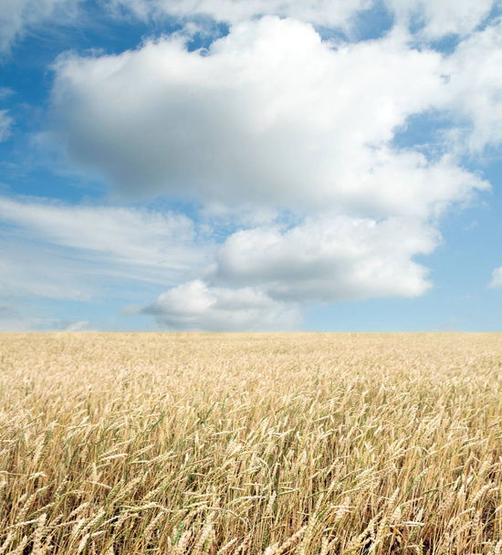 麦畑と雲と青空 - 写真・画像