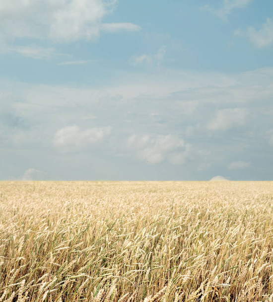 Пшеничное поле и голубое небо с облаками - Фото, изображение