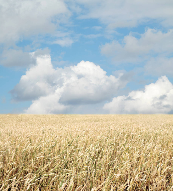 Пшеничне поле і блакитне небо з хмарами
 - Фото, зображення