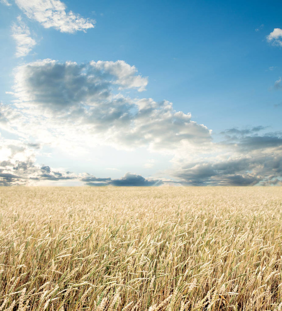 Пшеничное поле и голубое небо с облаками - Фото, изображение