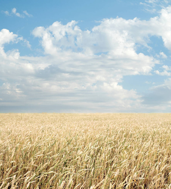 Пшеничне поле і блакитне небо з хмарами
 - Фото, зображення