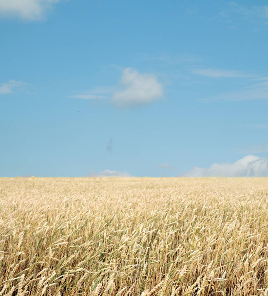 wheat field and blue sky with clouds - Foto, immagini