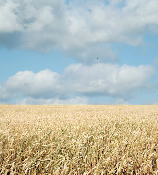 wheat field and blue sky with clouds - Photo, Image