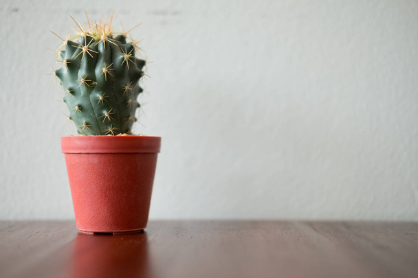 Śliczne mini kaktusy w doniczce na stole - Zdjęcie, obraz