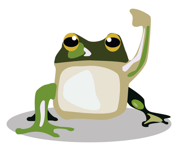 Green frog, illustration, vector on white background. - Vector, Image