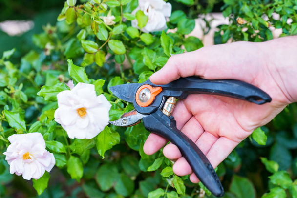 Hand holding bypass pruning secateur for cutting roses - Foto, Bild