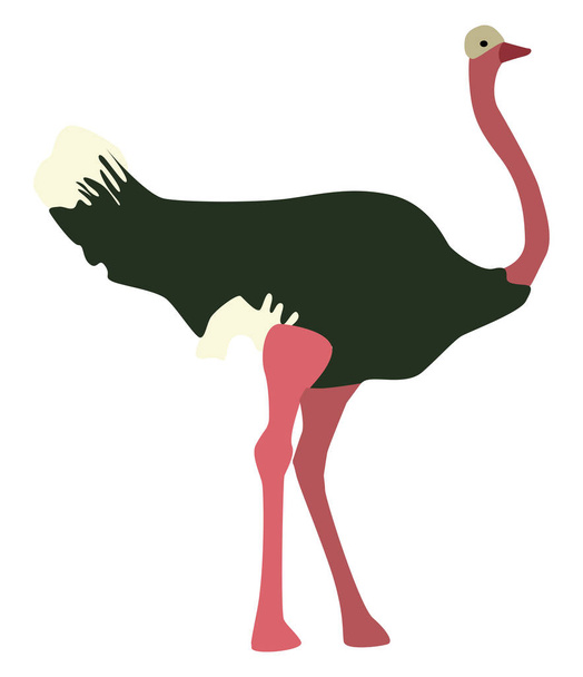 Green ostrich, illustration, vector on white background. - Vector, Image