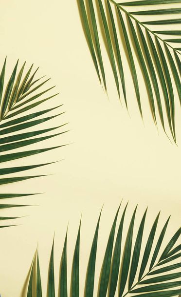 Palm leaves on pink background with copy space. - Foto, imagen