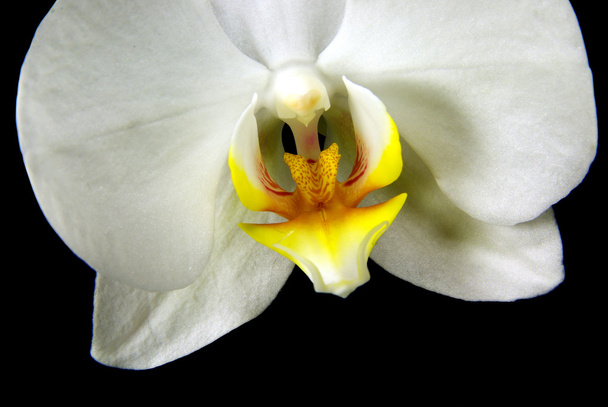 Orchideen-Makroschuss - Foto, Bild