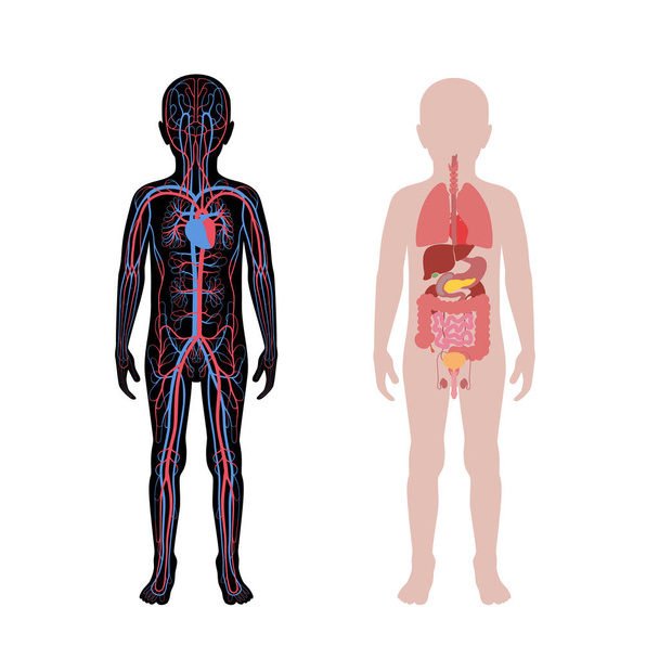 internal organs and circulatory system of boy - Vector, Image