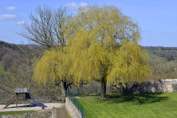 Weeping Willow in Domfront, een gemeente in het Franse departement Orne (regio Basse-Normandie) - Foto, afbeelding
