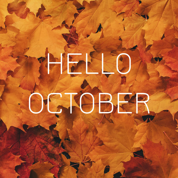 A juharlevelek háttere Gratulációs felirat Hello október - Fotó, kép