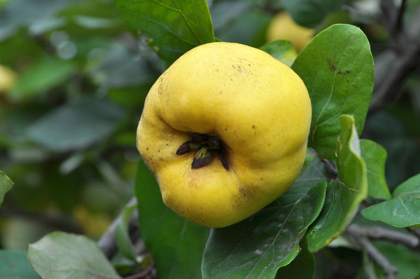 Quince ripens on the branch of the bush - Photo, Image