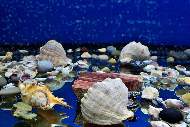 Aquário com conchas e a sua reflexão em um fundo de vidro
. - Foto, Imagem