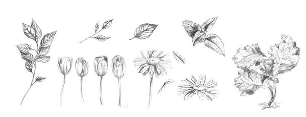 Set of sketches salad, branch, chamomile and mint - Fotoğraf, Görsel
