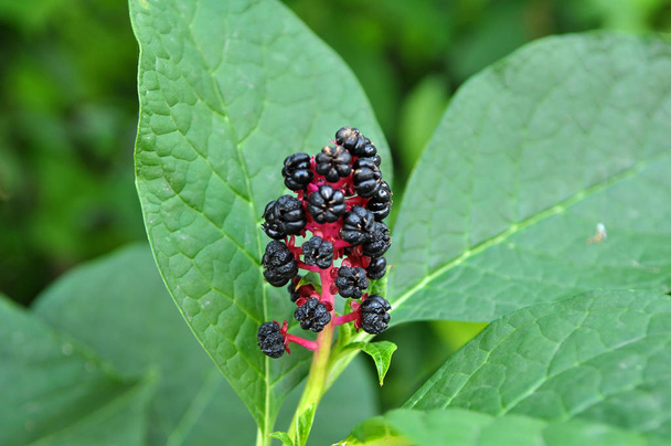 Phytolacca with black berries - Photo, Image