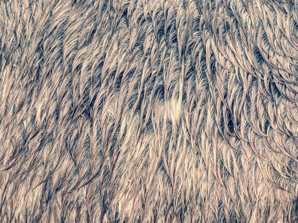 Detail zimního srsti hnědého koně v zimě - Fotografie, Obrázek