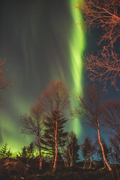 northern lights amazing nature scenic view among the trees - Fotoğraf, Görsel