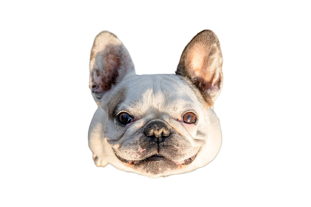 Francia Bulldog felnézett mosolyogva - Fotó, kép