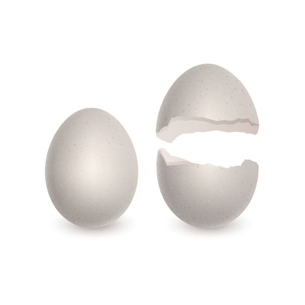 Zestaw całych jaj i skorup jaj, realistyczne białe jajko kurze izolowane na białym tle - Wektor, obraz